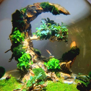 Picture of Mini Aquarium Rocks and Stones,aquarium Decor,aquascape,aquascaping ...