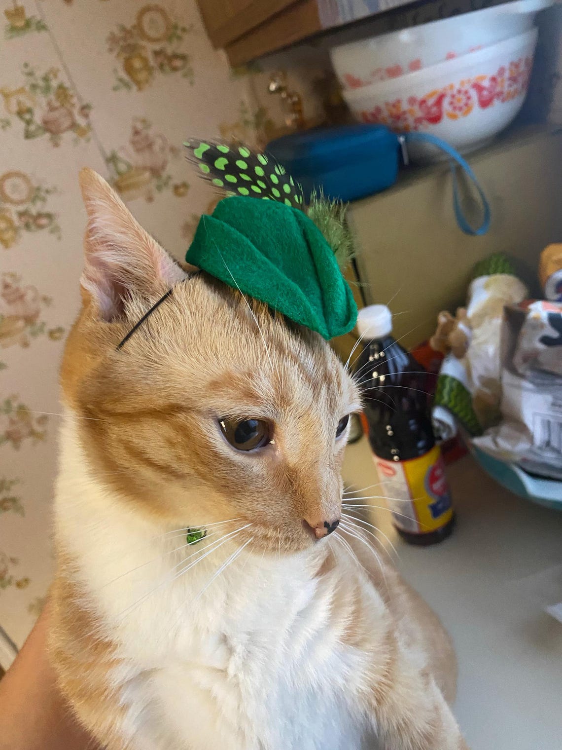 Customer photo of a pet with the Robin Hood Hat small pet Cat Dog Hedgehog Vodue