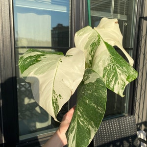 Monstera Albo Extra White High Variegation Variegated - Etsy