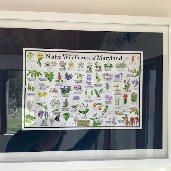 Native Wildflowers of Maryland / State Flower Field Guide Providing ...