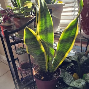 Chante added a photo of their purchase