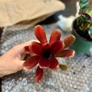 Courtney added a photo of their purchase