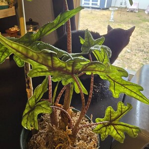 Allie ha añadido una foto de su compra