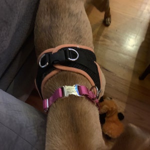 Add Engraving to Your Dog Collar Purchase Laser Engraved | Etsy