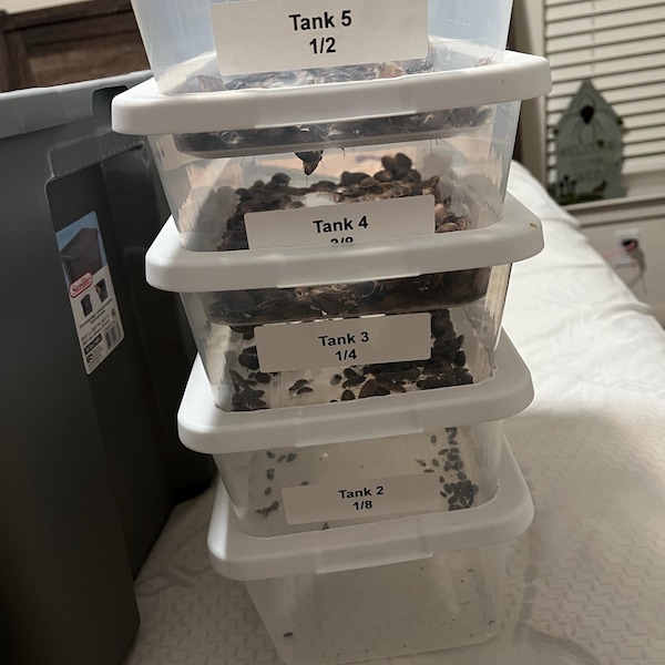 Superworm Container Rack Mealworm/superworm Breeder Large 10 Tray Tower (extra Large) - Etsy