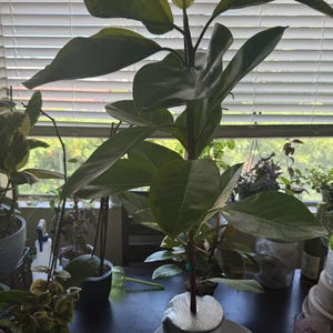 Vanessa added a photo of their purchase
