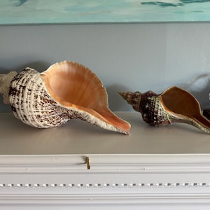 William added a photo of their purchase