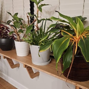 Carla added a photo of their purchase