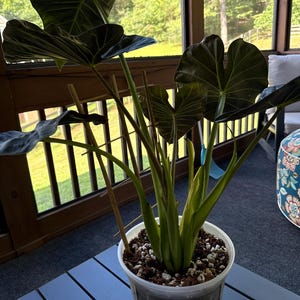 Bianca added a photo of their purchase