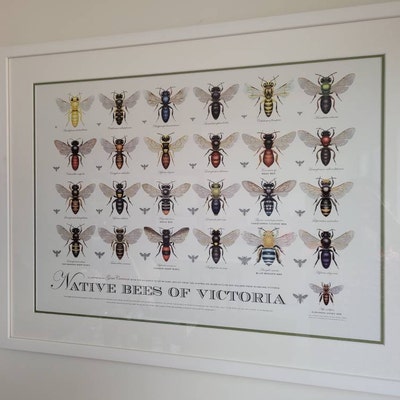 Native Bees of Western Australia Poster - Etsy Australia
