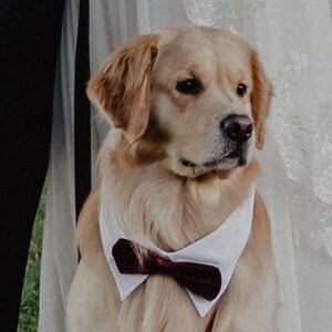 burgundy bow tie for dogs