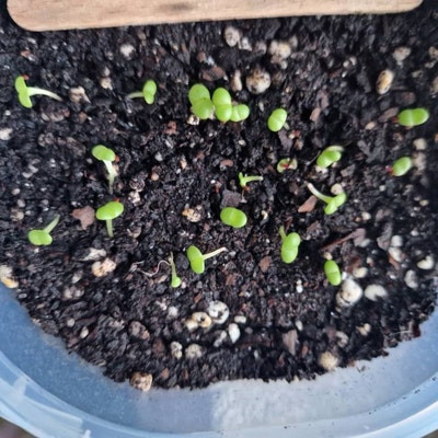 10 Seeds MIX Echeveria Agavoides SP X Hybrids Rare Succulent - Etsy