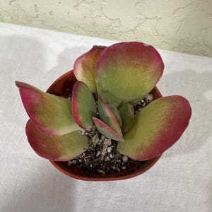 Comprador de Etsy ha añadido una foto de su compra