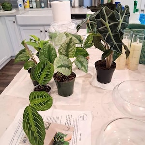 Mic added a photo of their purchase