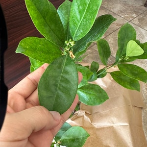 Hieu ha añadido una foto de su compra