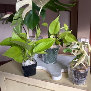 Ali added a photo of their purchase