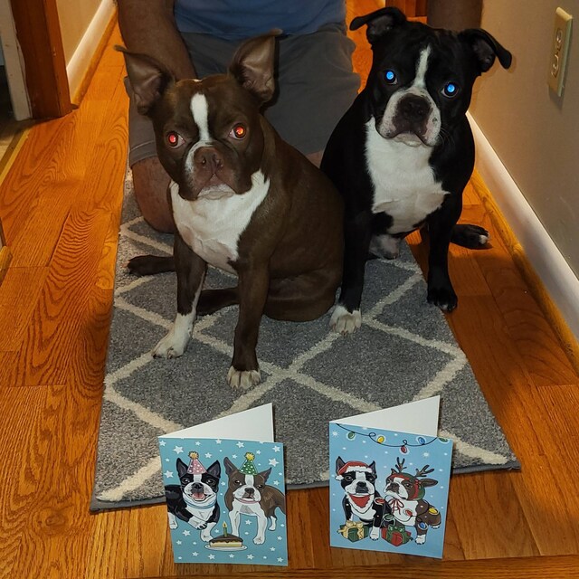 Tarjeta De "Feliz Cumpleaños" Para Boston Terrier (15 X 10 Cm) Con Sobre. Interior En Blanco Para Tu Mensaje. Perfecta Para Cualquier Amante De Los Perros. - México