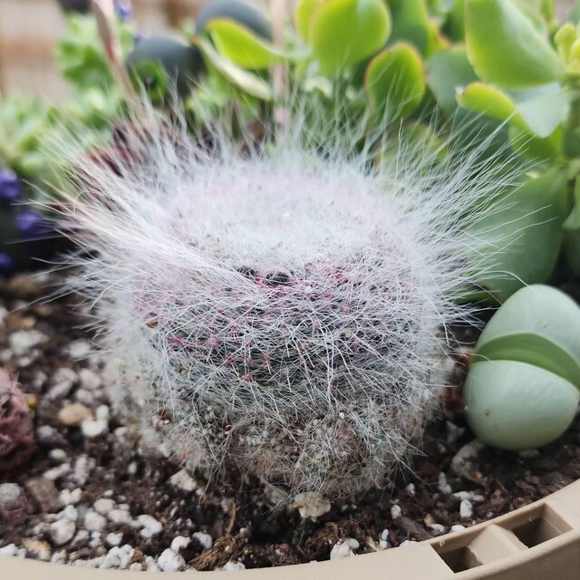 Old Lady Cactus, Mammillaria Hahniana, Hairy Cactus, Live Plant in 3.5" Pot  - Etsy