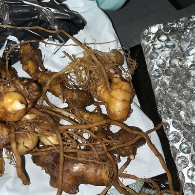 6 Shampoo Ginger Rhizomes Zingiber Zerumbet Awapuhi Kuahiwi - Etsy