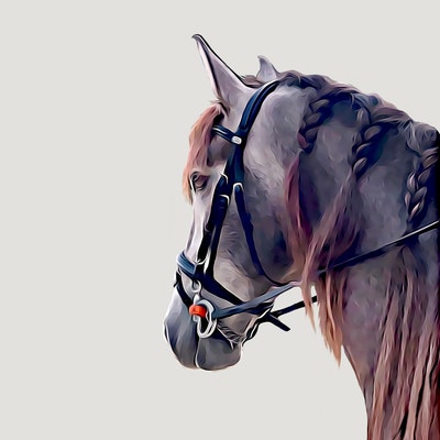 Horse Body Parts Horse Anatomy Equine Worksheet Horse Body Worksheet ...