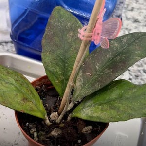 Summer ha añadido una foto de su compra