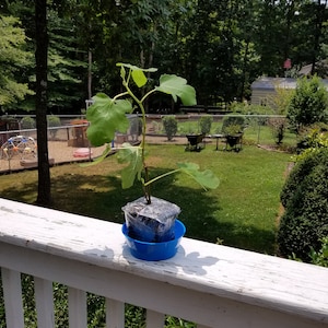 Stacey ha añadido una foto de su compra