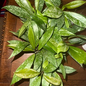 Ce added a photo of their purchase