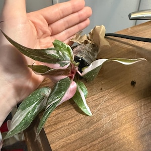 Alanna さんが購入した商品の写真を追加しました