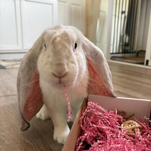 Gracie added a photo of their purchase