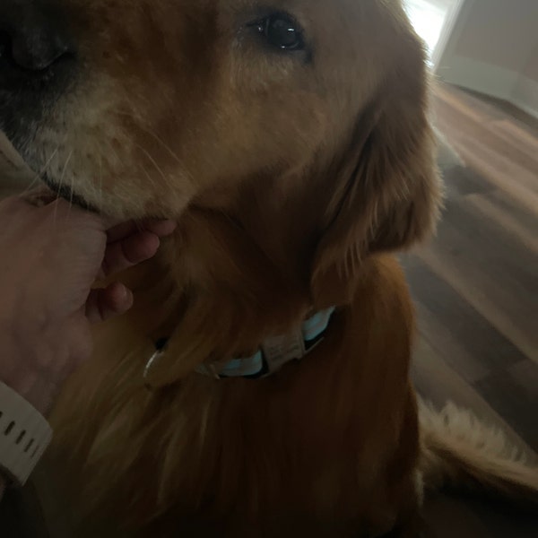 I'm Blind Dog Tag, Personalized Dog Tag, Funny Dog Tag, Custom Dog ID ...