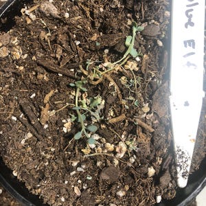 Shoun added a photo of their purchase