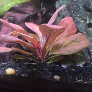 Critter adicionaram uma foto da sua compra