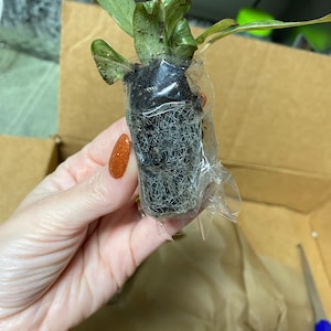 Sarah さんが購入した商品の写真を追加しました