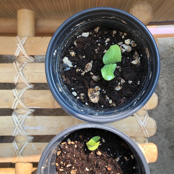 Red Kuri Japanese Winter Squash Heirloom Seeds - Etsy
