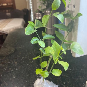 Geetha added a photo of their purchase