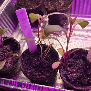 LAUREN ha añadido una foto de su compra