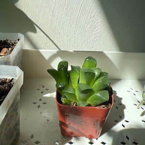 Pearl added a photo of their purchase