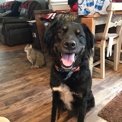 patriotic dog bow tie
