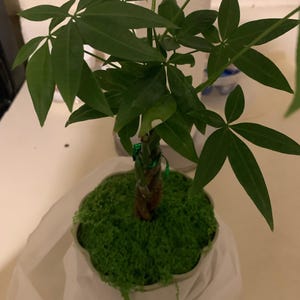 Audrey added a photo of their purchase