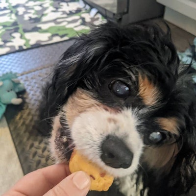 Bacon Muffins Devon's Doggie Delights Homemade Dog Treats - Etsy