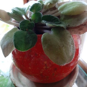 Laura added a photo of their purchase