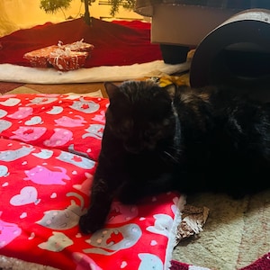 Julie added a photo of their purchase