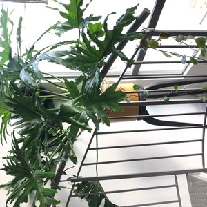 Ashley さんが購入した商品の写真を追加しました