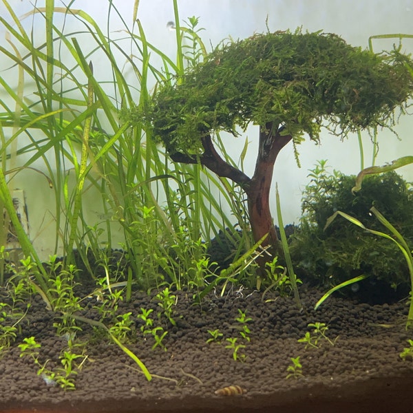 Driftwood Bonsai Tree Aquarium, Java Moss Drift Wood Bonsai, Terrarium ...