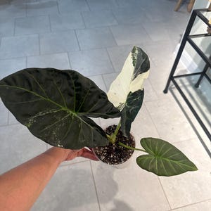 Adriana added a photo of their purchase