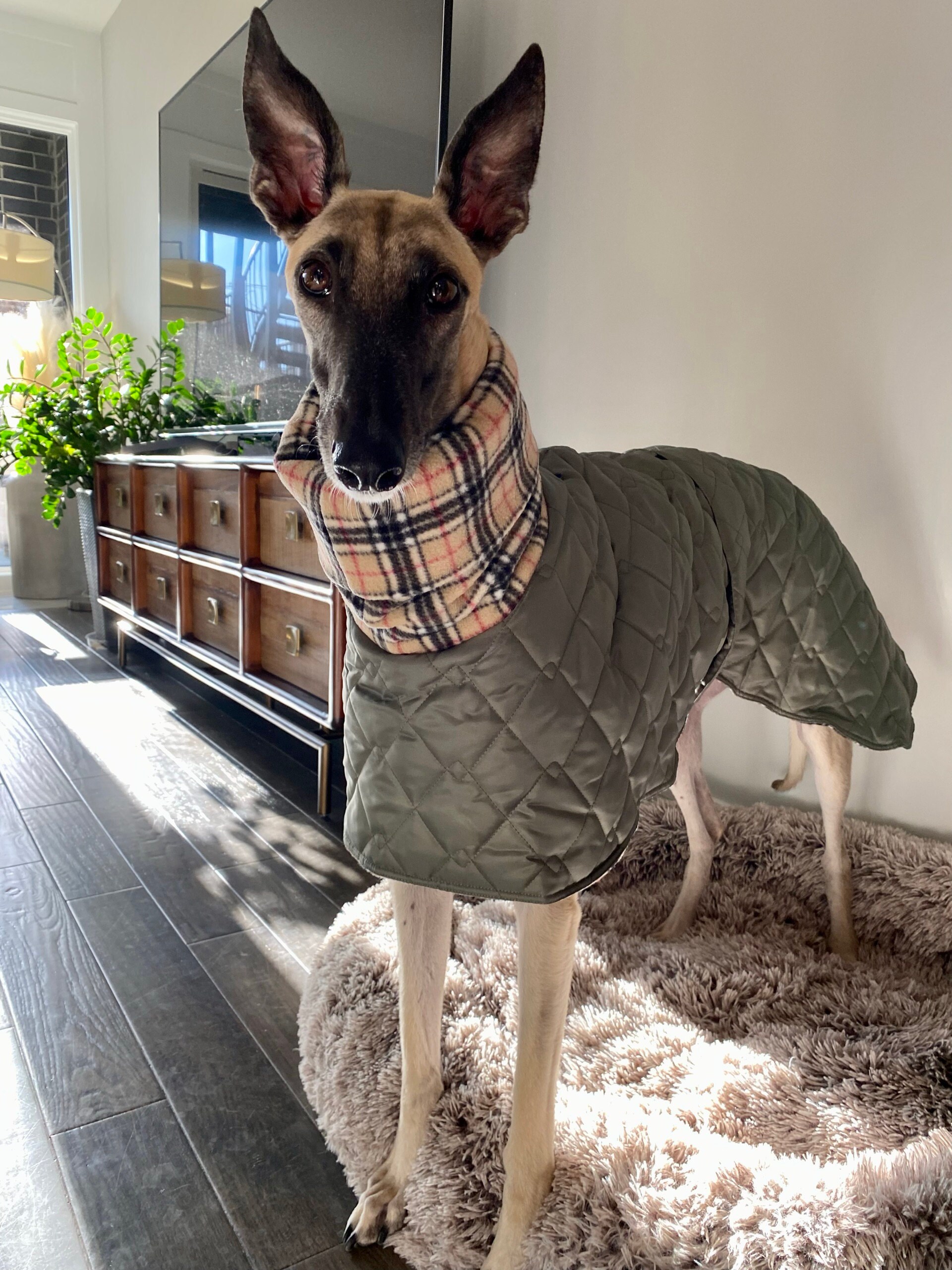 saluki winter coats
