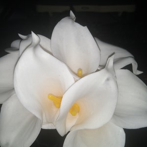 Carlina added a photo of their purchase
