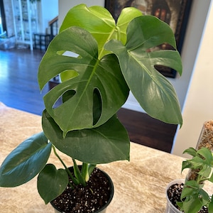 Marisol added a photo of their purchase