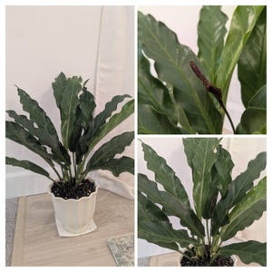 45 gallon areca palm trees 4.5' Areca Palm UV Resistant (Indoor/Outdoor)