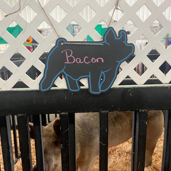 Customizable Pig Hog Stall Tag or Name Plate Label for Fairs and ...